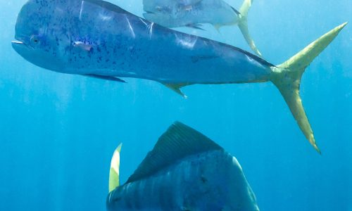 Mahi Fishing Guide